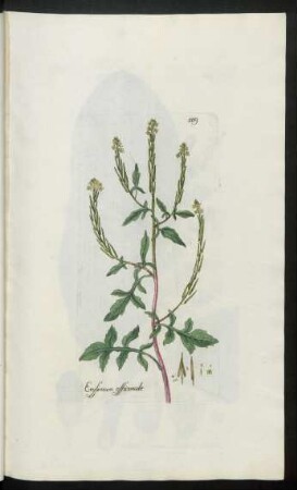 509. Erysimum officinale