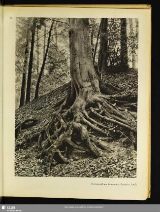 Buchenwald am Bienenbach (Ruppiner Land)