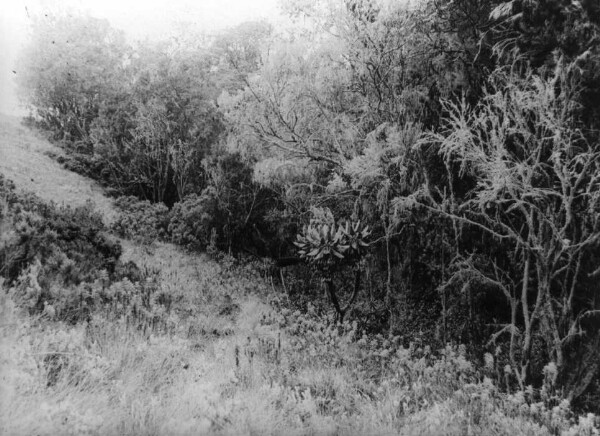 Image de la végétation du Kilimandjaro (au Mume = ruisseau)