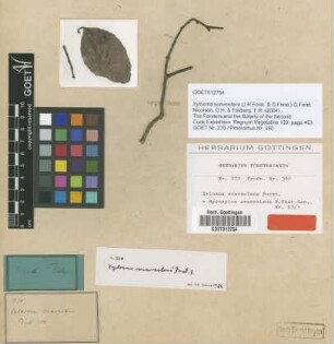 Xylosma suaveolens (J.R.Forst. & G.Forst.) G.Forst.