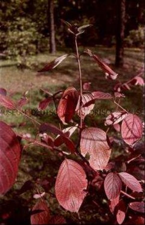 Herbstlaub