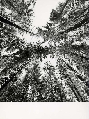 Blick von Unten in die winterlichen Bäume