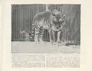Sibirischer Tiger