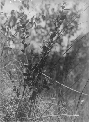 Strauch-Birke : Strauch-Birke (Betula humilis Linnaeus).