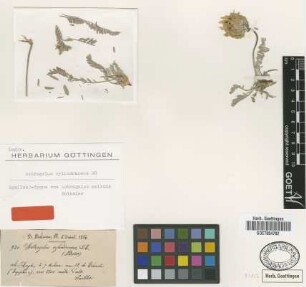 Astragalus melinus Boiss. [Isosyntype]