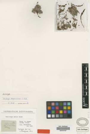 Saxifraga media Gouan var. sibthorpiana Griseb.[syntype]