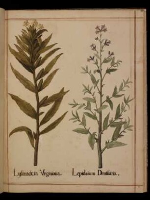 Lysimachia Virginiana, Lepidium Dentillaria