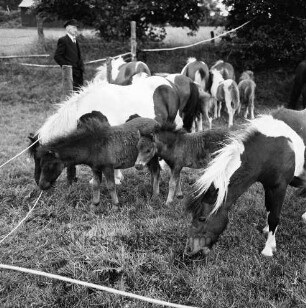 Sportveranstaltung: Pferdeleistungsschau: Reit- und Fahrverein Trittau und Umgebung von 1922 e.V.: Ponys und Fohlen des Ponygestüts Auberghof auf eingezäunter Weidefläche: im Hintergrund Mann