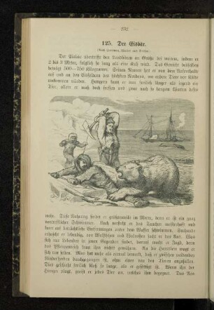 125. Der Eisbär.