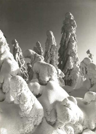 Osterzgebirge. Verschneite Fichten auf dem Kahleberg
