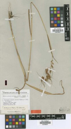 Andropogon purpureosericeus Hochst. ex A.Rich. [syntype]