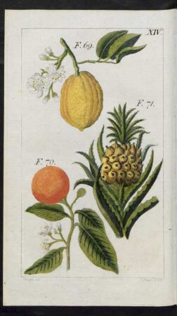 [Taf.] XIV. Fig. 69. Die Zitrone [Fig. 70] Pomeranze (Orange) Fig. 71. Ananas