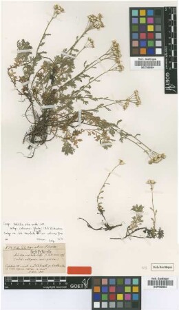 Achillea moschata Wulf. var. Porta calcarea[isotype]