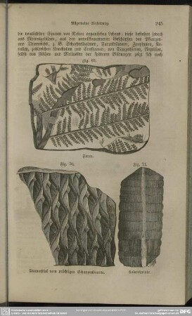 Fig. 70. Stammstück vom prächtigen Schuppenbaume