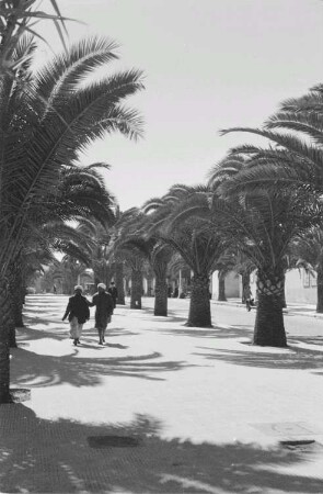 Reisefotos Marokko. Palmenallee mit Fußgängern (wahrscheinlich der Parc de la Ligue Arabe in Casablanca)
