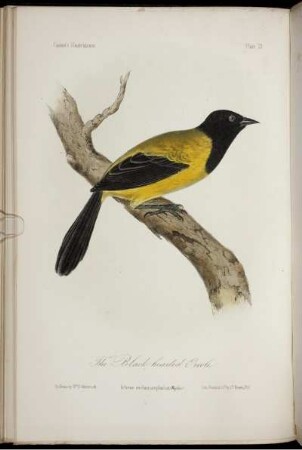 Plate 21. [bis] Plate 40. [siehe arabische Paginierung]