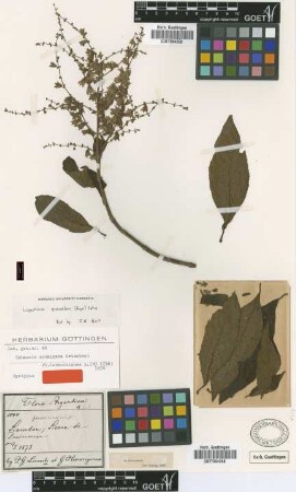 Sphacele acuminata Griseb.