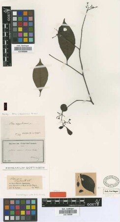 Neea subpubescens Heimerl [isotype]