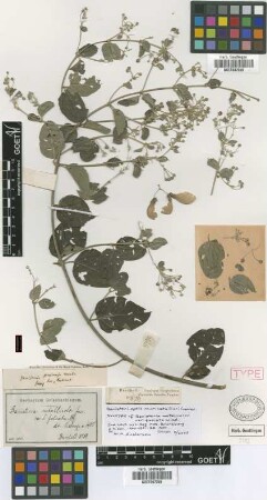 Banisteria metallicolor A.Juss. var. falcata Nied.[type]