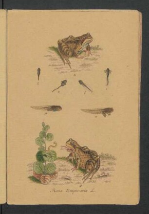 Rana temporaria L.