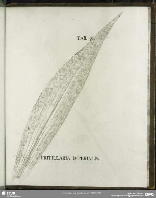 Tab. 56. Fritillaria Imperialis (Kaiserkrone)