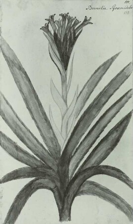 Pflanzenhandschrift: Ananasgewächs - Bromeliaceae, Bilbergia pyramidalis LDL