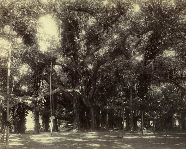 Un arbre banion ou banyan ?