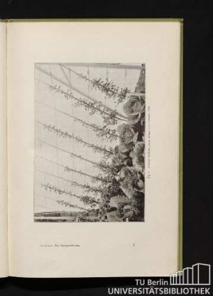 Fig. 6. Schräge Cordons, junge Anlage vom Frühjahr 1898.