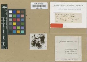 Grimmia fuscescens (Wilson) Mitt.