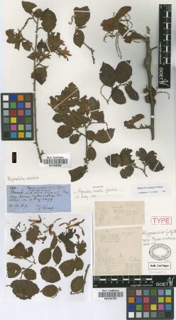 Ruprechtia excelsa Griseb. [lectotype]
