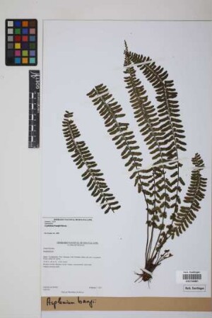 Asplenium bangii Hieron.