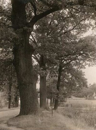 Dahlener Heide. Eiche (Quercus) am Nordausgang von Zeuckritz (im Grundwasser)
