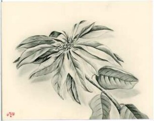 Blume