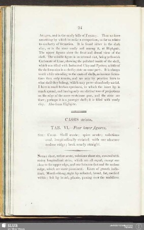 Cassis striata. Tab. VI. - Four lower figures