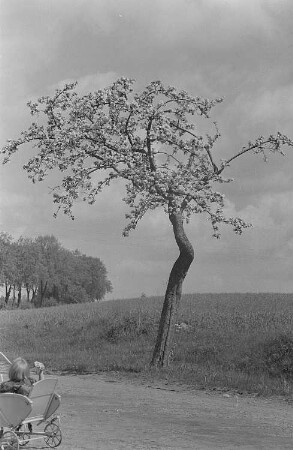 Baumblüte und Landschaftsansichten : Blühender Obstbaum