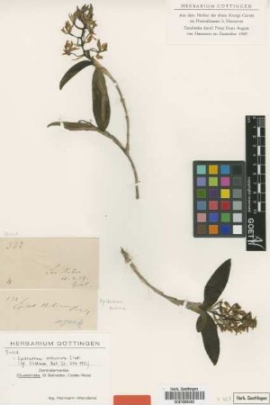 Epidendrum nubium Rchb.f.