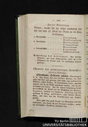 Olivenbaum, Oelbaum, zahmer.