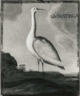 GVIRATINGA Weißer Reiher (Herodias egretta, Ardea egr.) : GVIRATINGA Weißer Reiher (Herodias egretta, Ardea egr.). Öl auf Leinwand (1655/1663; A. Eckhout). Radebeul, Hoflößnitz, Berg- und Lusthaus, Festsaal (nach der Restaurierung)