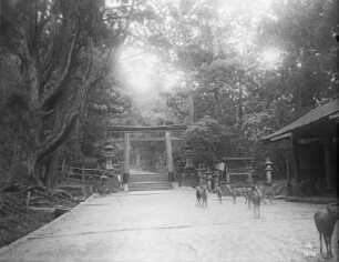 Zahme Rehe am Eingang zum Kasuga-Schrein in Nara : Weltreisen. Zahme Rehe am Eingang zum Kasuga-Taisha Schrein in Nara. Ansicht mit Torii und Steinlaternen