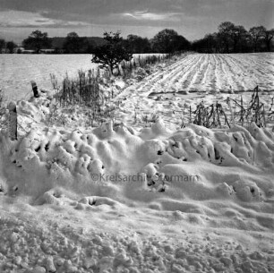Landwirtschaft: Weiden und Felder: vorn Zaun: links Sträucher: hinten Knick: Winter