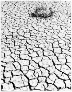 Rissige Erde und erste Vegetation