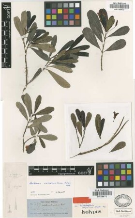 Rhabdadenia wrightiana Muell.Arg. [isotype]