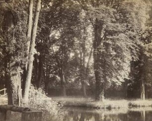 Bäume am Wasser