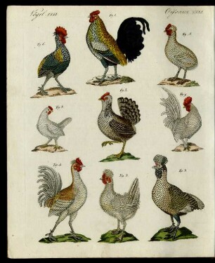 Hühner verschiedener Art.