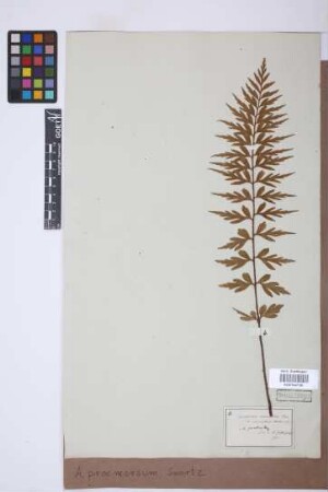 Asplenium praemorsum