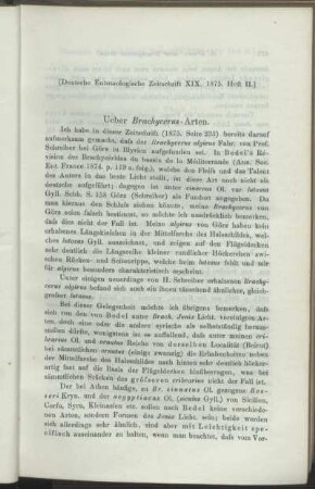 Ueber Brachycerus-Arten