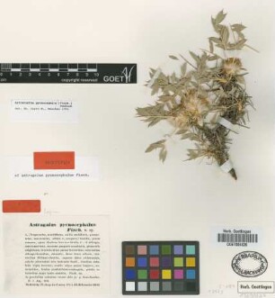 Astracantha pycnocephala (Fisch.) Podlech [isotype]