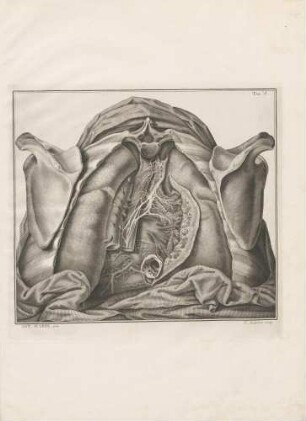Octavi Nervorum Cerebri Plexus Pulmonalis Posterior. Complanatae Cordis Faciei Nervi