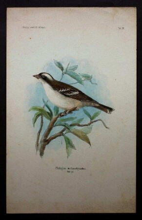 Plocepasser mahali melanorhynchus, Weißbrauenweber