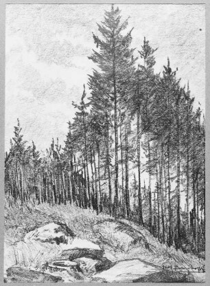 Waldstück mit Fichten an einer Lichtung mit Felsen : Bernkopf, Georg: Waldstück mit Fichten an einer Lichtung mit Felsen. Zeichnung, bezeichnet "Georg Bernkopf"